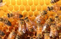 Don’t Let the Buzz Slow Down Your ICD-10 Plans