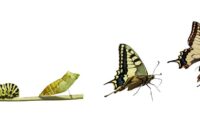 ICD-10: Why Not a Transition Period?