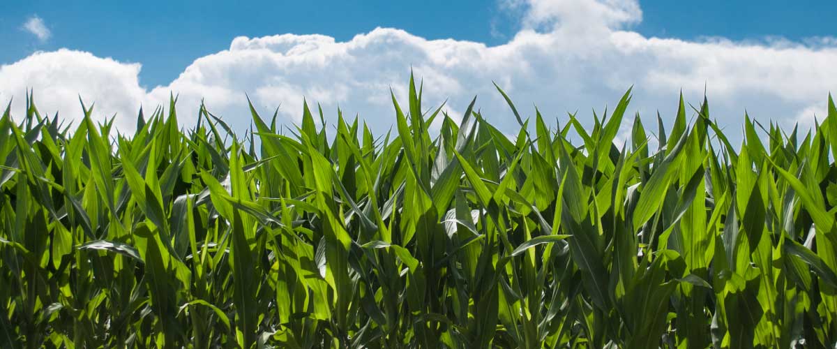 locally grown healthcare education online
