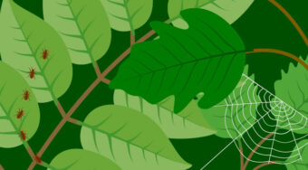 health and safety: pests and toxic plants course